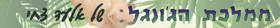 אלעד צחי