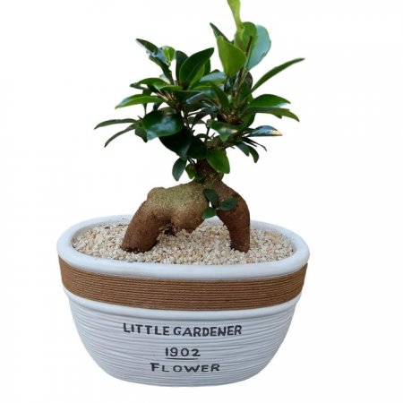 חנות פרחים במעלה אדומים