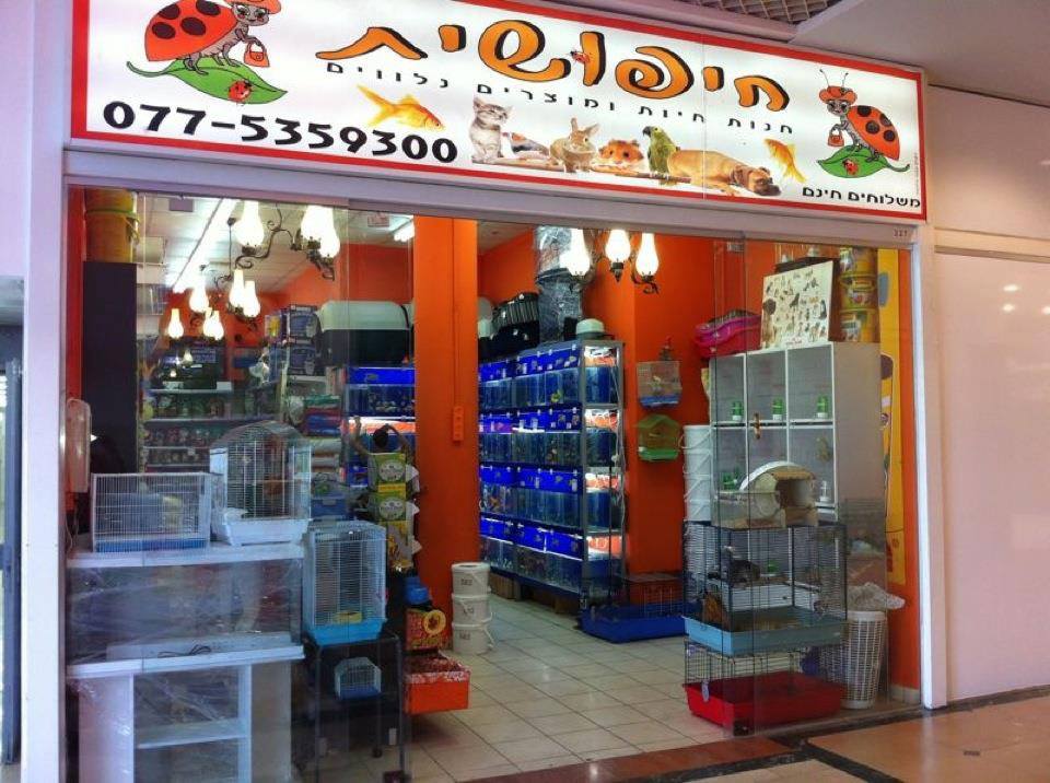 חיפושית חנות חיות